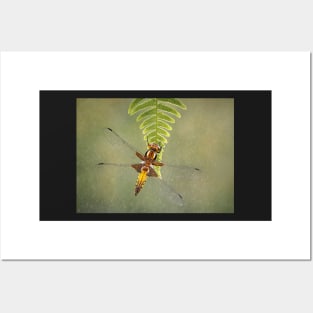 Broad-bodied Chaser female on fern Posters and Art